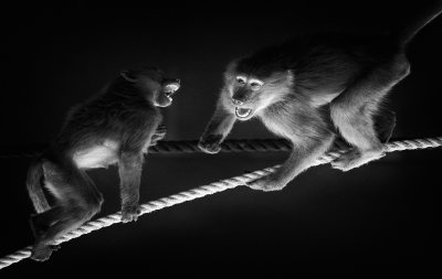 Tight Rope