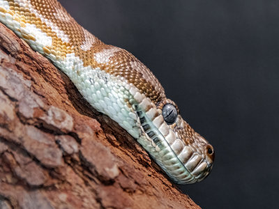 Python