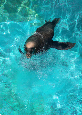 Swimming Seal
