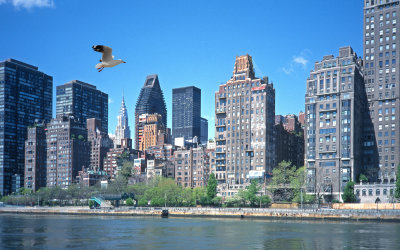 Brownstones and Gull