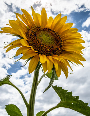 Giant Sunflower