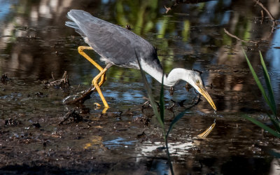 White Faced Heron