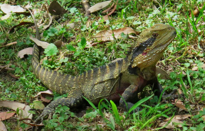 .Water Dragon