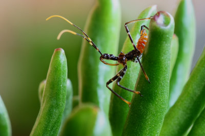 An Assassin Bug*Credit*