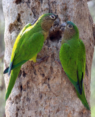 Blue Crowned Parakeet