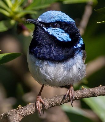 Blue Wren*Merit*