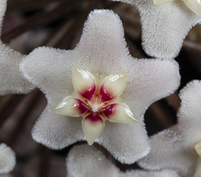 Hoya Flower