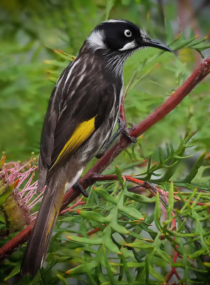 New Holland Honeyeater*Credit*