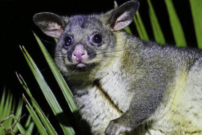 Possum