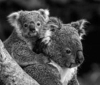 Lets Hug*Merit*