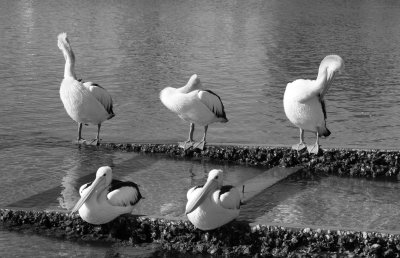 Pelican Pose