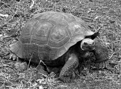 Galapagos Turtle*Merit*