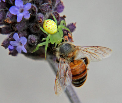 Bee Killer and Prey*Merit*