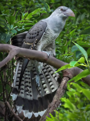 Channel Billed Cuckoo*Credit*