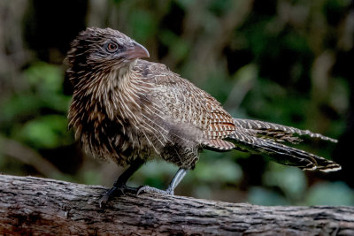 Coucal 2*Merit*