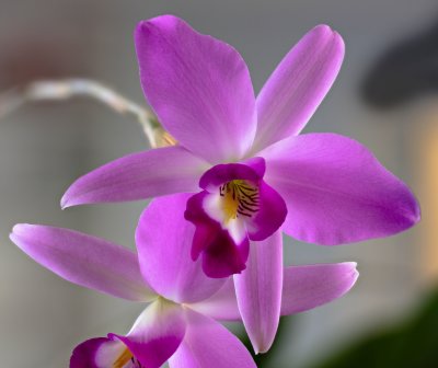 Dendrobium