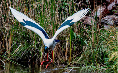 Jabiru Take-off*Credit*