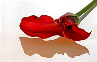 Red Flower*Merit*