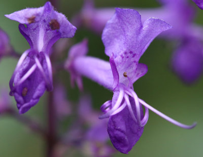 Spurflower