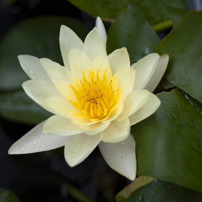 Water Lily Charm