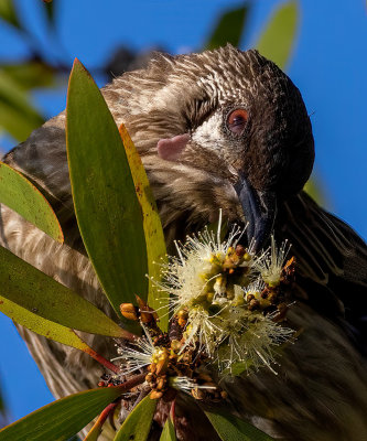Wattle Bird