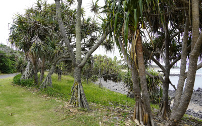 .Nielson Beach