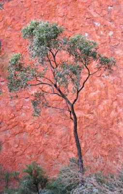 Small Tree Big Rock*Credit*