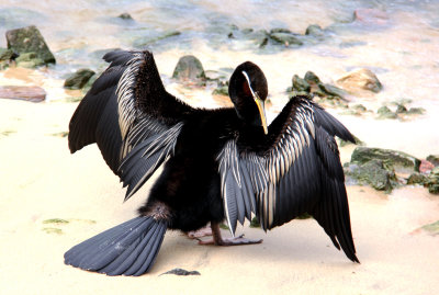 Spreading Wings*Credit*