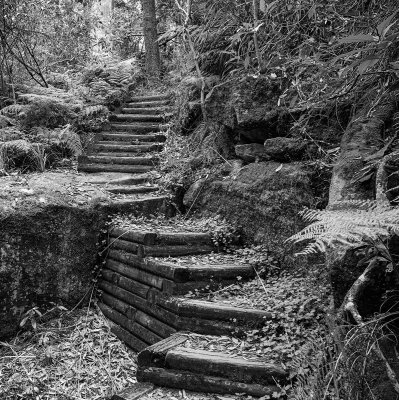 Bush Track