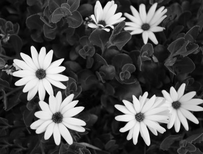 Daisy