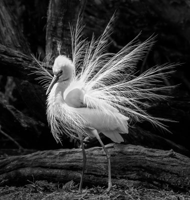 Egret Showing Off*Merit*