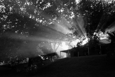 Morning Light