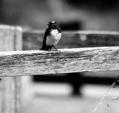 On Alert