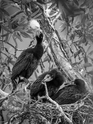 Pied Cormorant Babies*Merit*