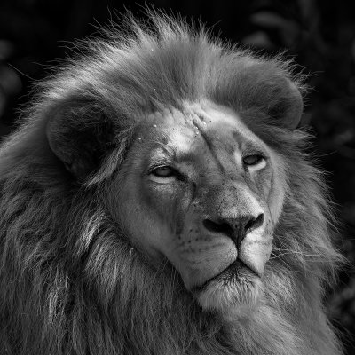 White Lion*Credit*