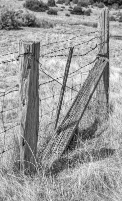 Twisted Old Fence*Credit*