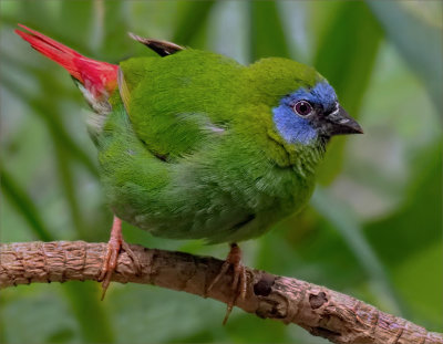 Green Finch*Credit*