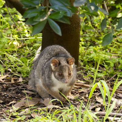 Possum Come Out at Day