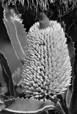 Banksia