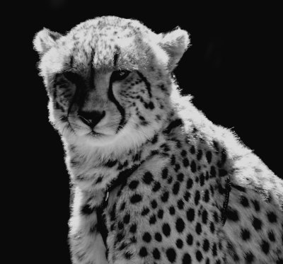Cheetah