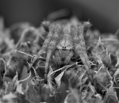 Spider