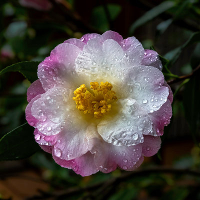 Rain Drops on Camellia*Credit*