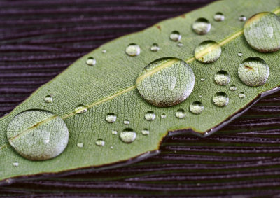 Water on a Leaf*Credit*