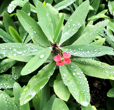 Droplets and Red Flower