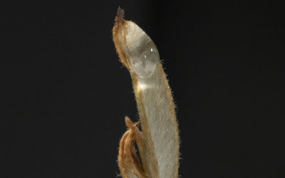 Gravillea Leaf 2B(1)