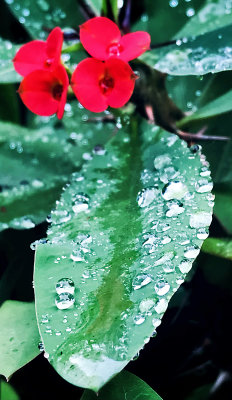 Droplets Near Small Red Flower