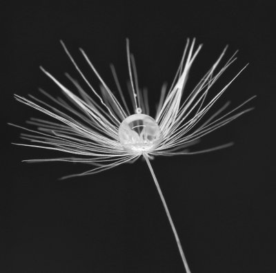 Bubble in a Dandelion*Merit*