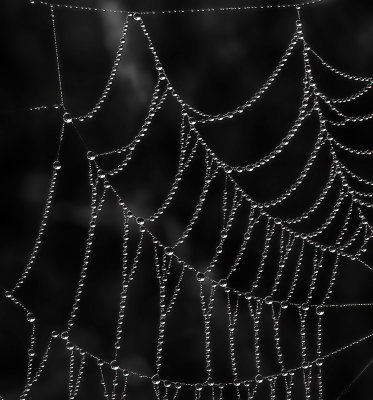 Dewy Spider Web*Merit*