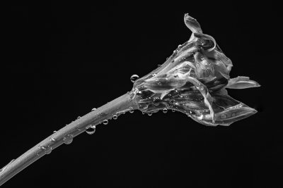 Water Droplets Mono A *Credit*
