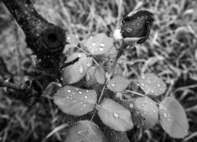 Black Rose in Rain*Merit*
